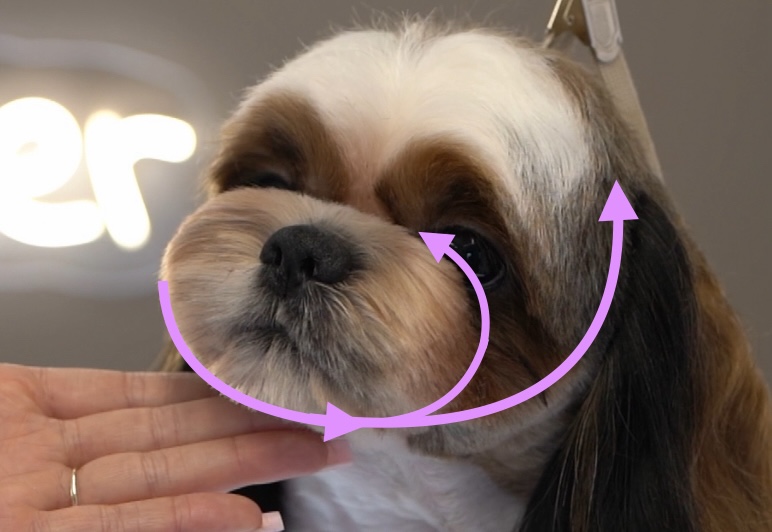 Kurs Okrągła Główka by Groomer Helena