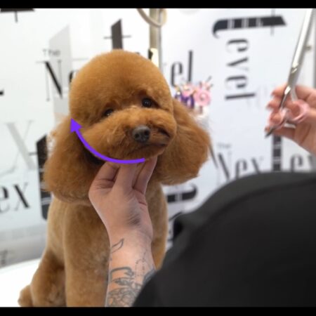 Pudel na misia + łapki i ciało - Kurs Praktyczny