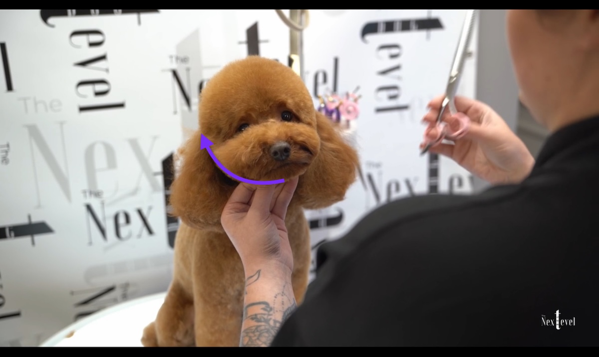 Kurs Pudel na misia + łapki i ciało by Groomer Helena